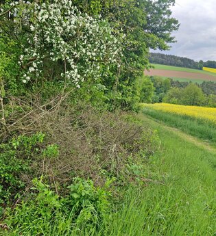 Der Weg ist gut markiert und führt im Frühling entlang blühener Rapsfelder