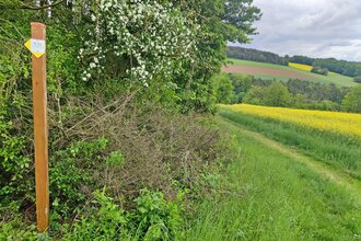 Der Weg ist gut markiert und führt im Frühling entlang blühener Rapsfelder