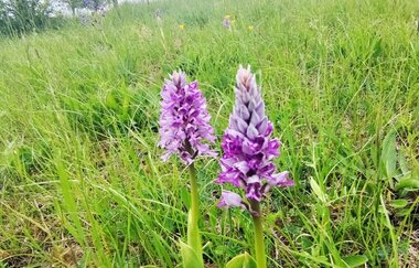 Blühende wilde Orchideen auf einer Wiese