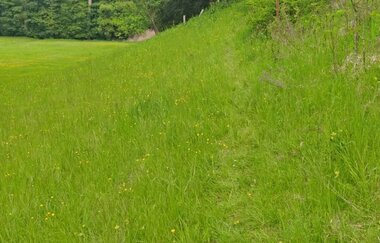 Der NaturaTrail verläuft über eine grüne Wiese.