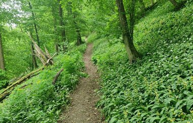 Blühender Bärlauch im Frühjahr begleitet den Wanderer
