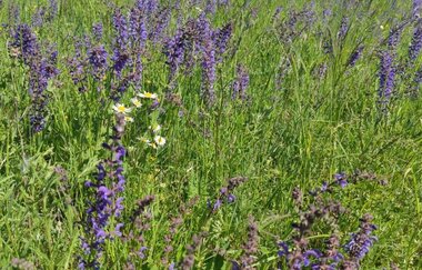 Wiesenkräuter und Blumen blühen auf einer Wiese