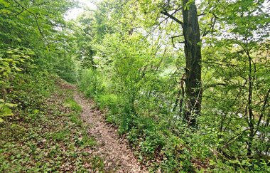 Der schmale Naturweg führt durch einen grünen Auenwald