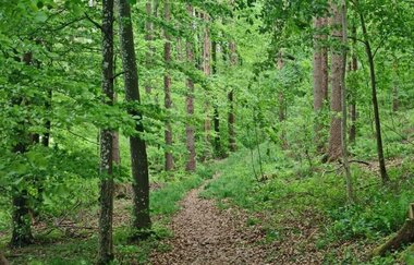 Der Weg führt durch einen schattigen Laubwald