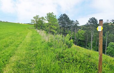 Der Weg führt an einer grünen Wiese vorbei