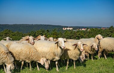 Schafherde bei Langenburg