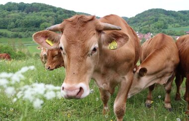 Limpurger Rinder, Jagsttal bei Mulfingen