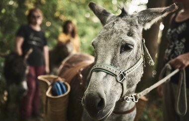 Eselwanderung, Personen sind mit einem Esel im Wald unterwegs