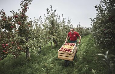 Mit Herz und Hand – Apfelernte auf dem Mayerhof im Kraichgau-Stromberg.